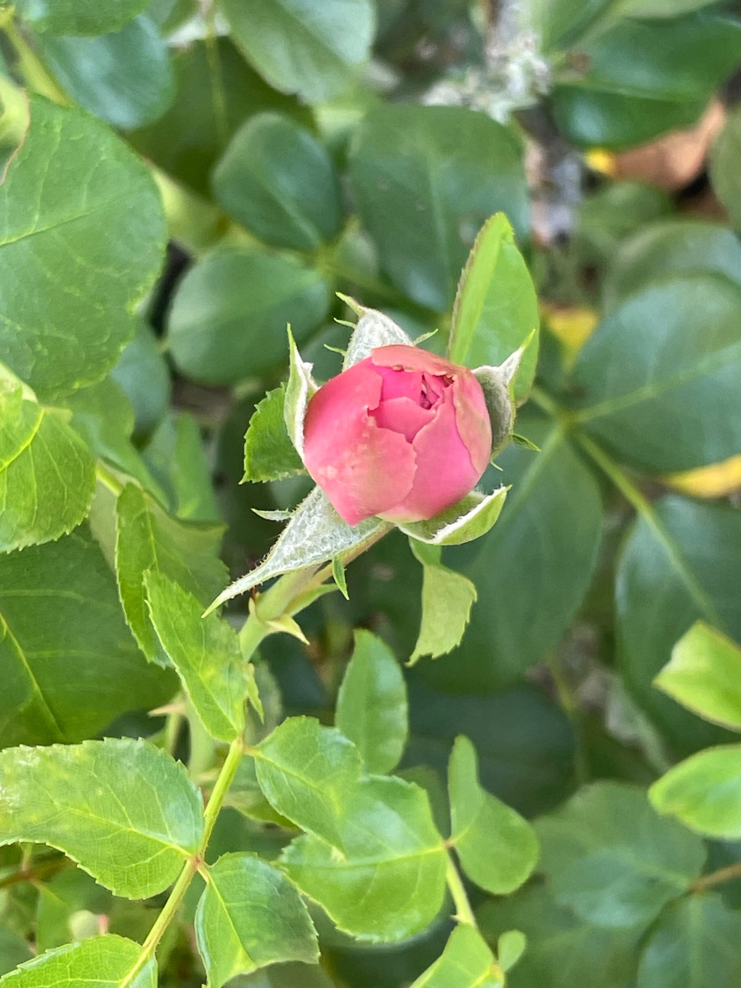 Rosenblütenblätter ganz