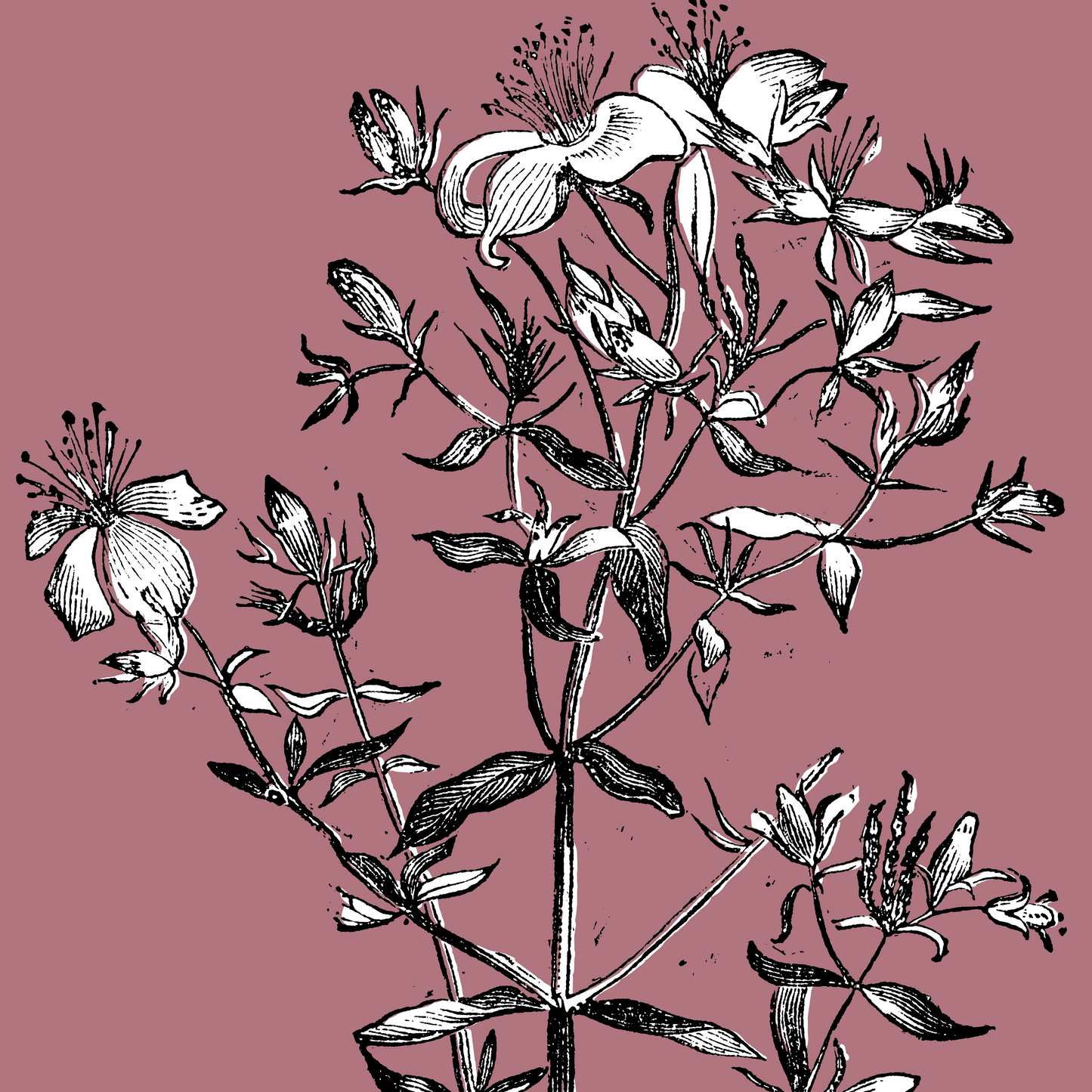 Johanniskrautsalbe, 50ml - beruhigende Salbe für trockene, zarte und sensible Haut