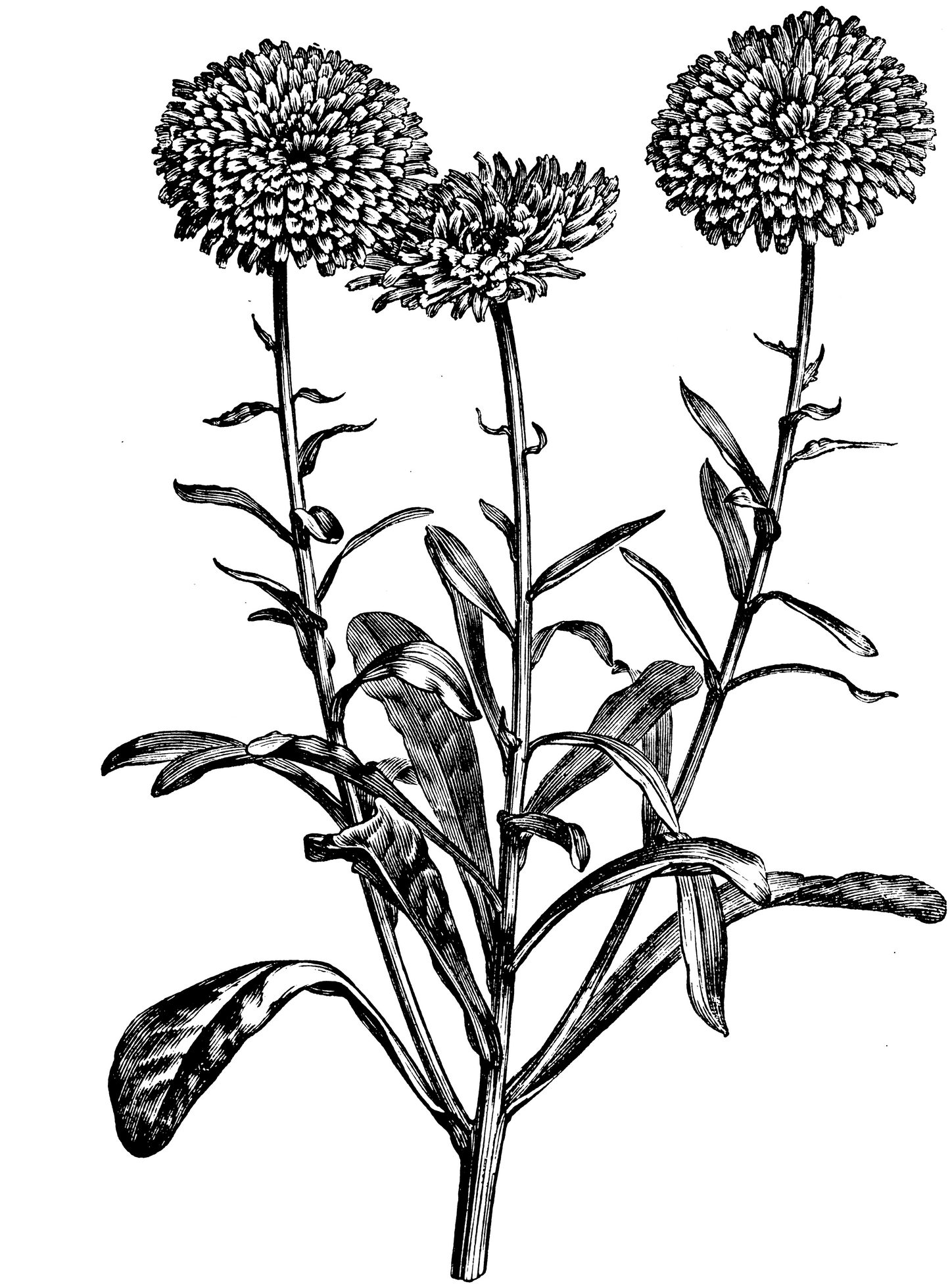 Körperlotion Calendula, 250ml