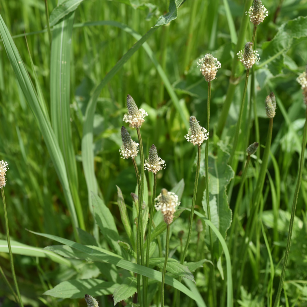 Sciroppo di piantaggine